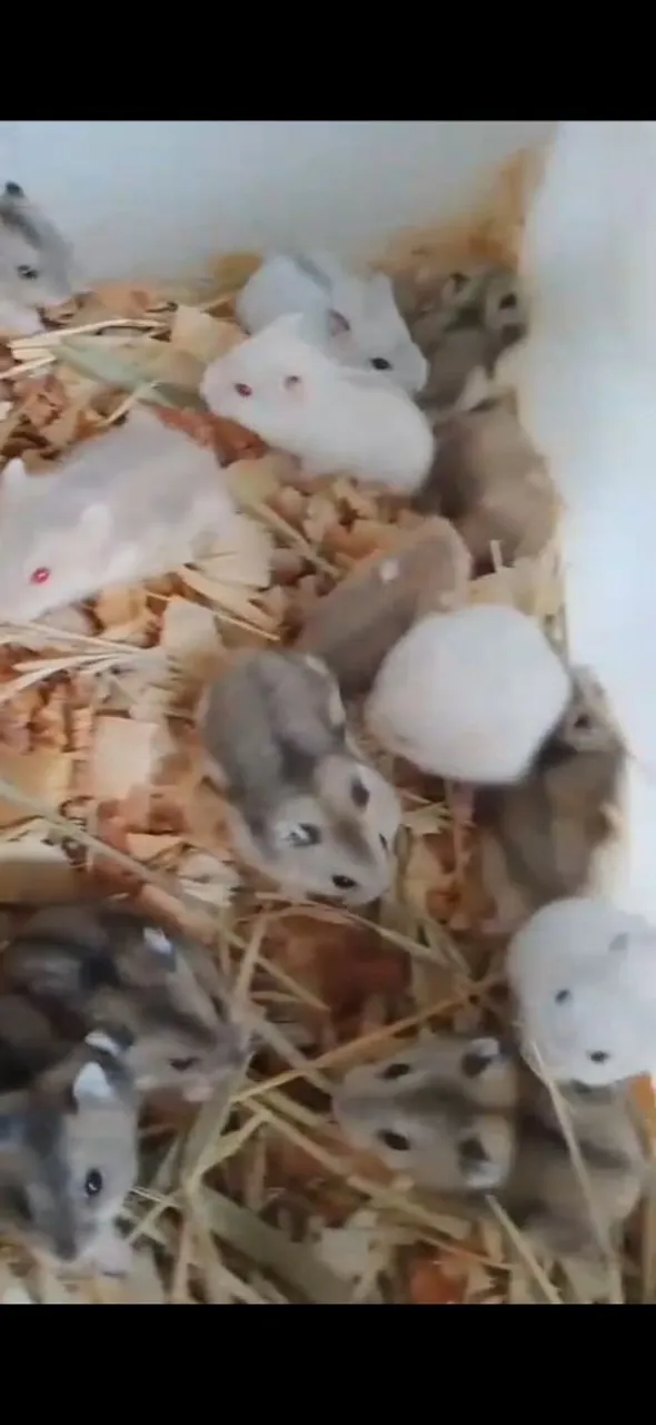 Filhotes de Hamster anão russo
