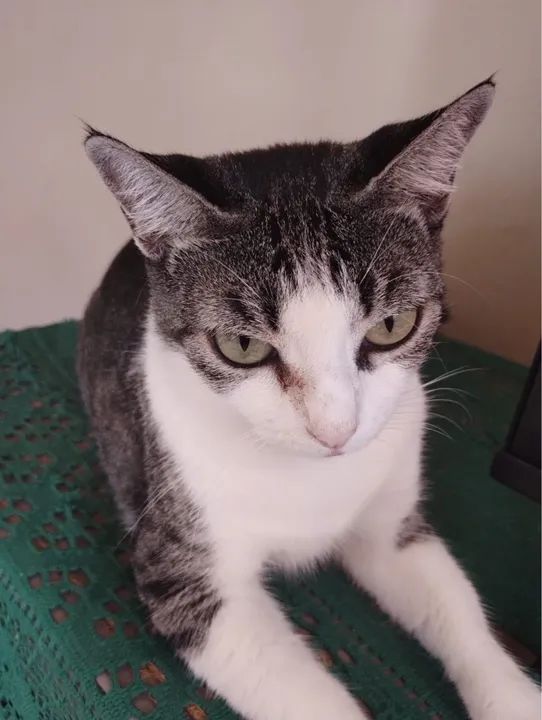 Gata branca e cinza para adoção