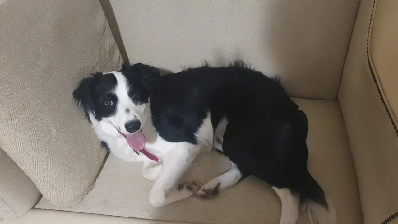 Doação Responsável Border Collie