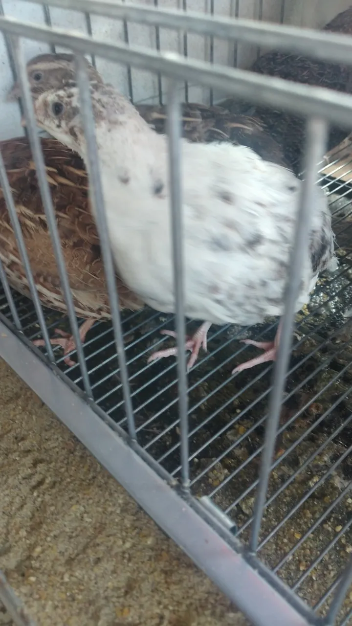 Codorna