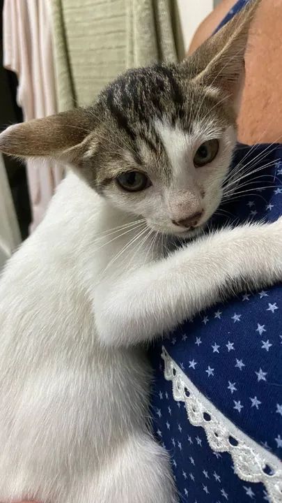 Gatinho branco e cinza disponível para adoção - Foto 2