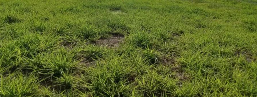 Chacara em Caturaí