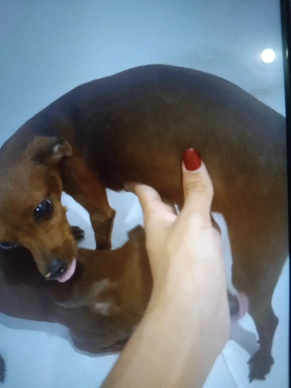 Um casal de pincher ela está grávida