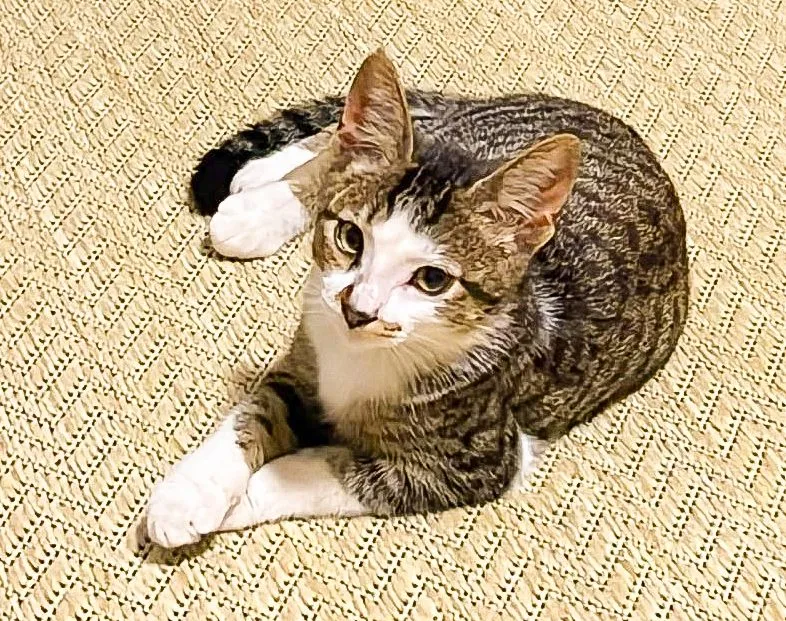Gatinho adorável para adoção