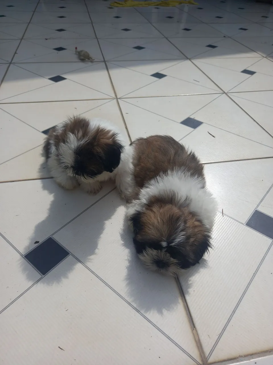Filhotes Shih Tzu Lindos e Fofos
