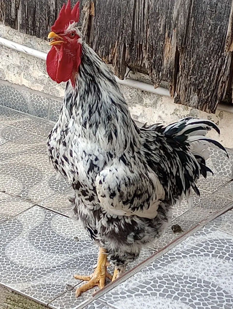 Ovos gsb galados - Foto 4