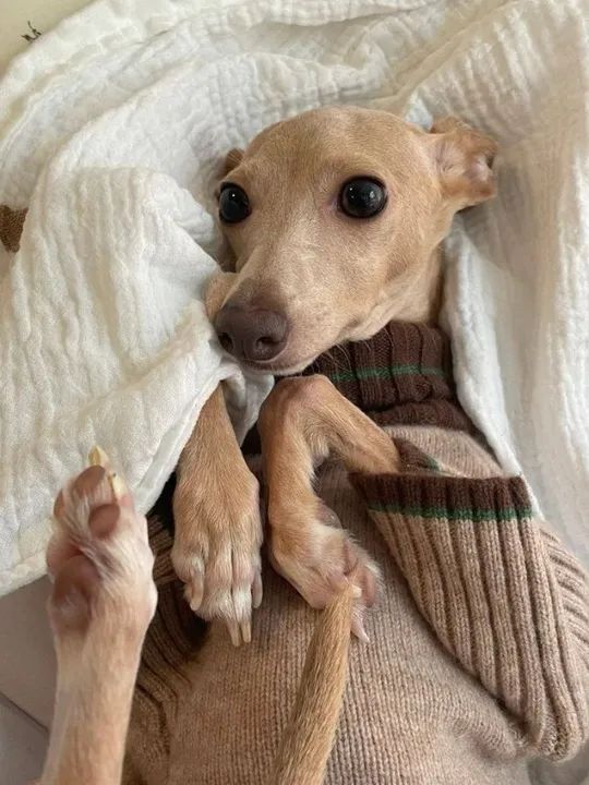 Galgo Italiano Filhotes Encantadores na Cor Amarelo