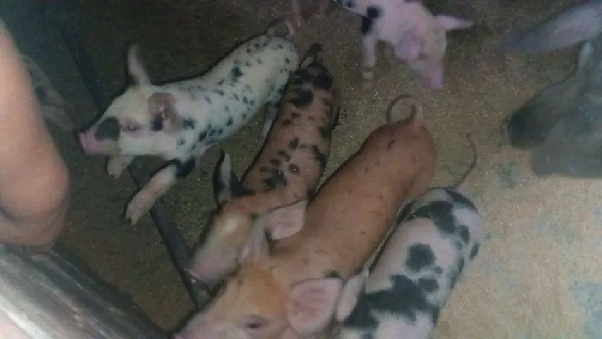 Porcos da raça Duroc - Foto 3