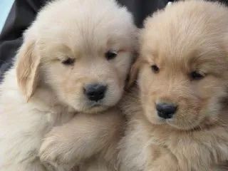  Filhotinhos de Golden Retriever, lindos e Vacinados  - Foto 4