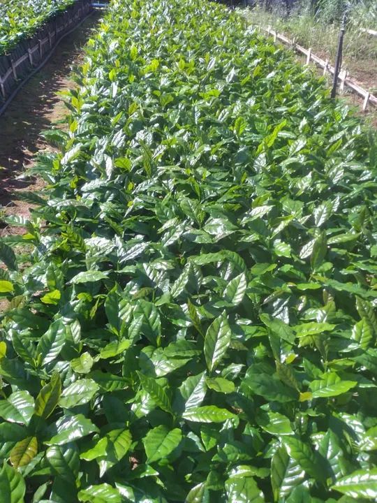 Mudas de café arábica  - Foto 2