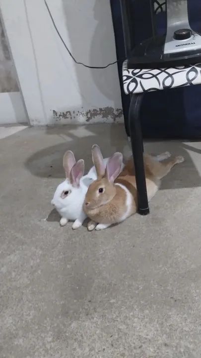 Duas coelha  - Foto 2