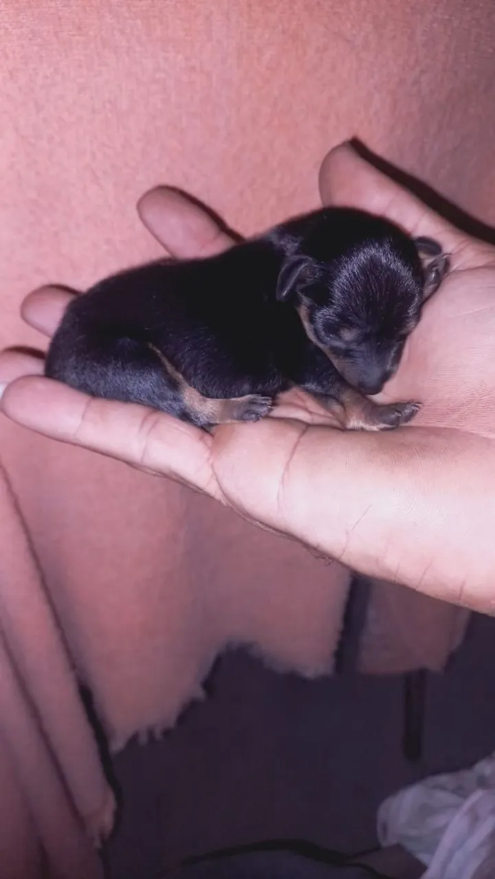 Filhote Pinscher - O