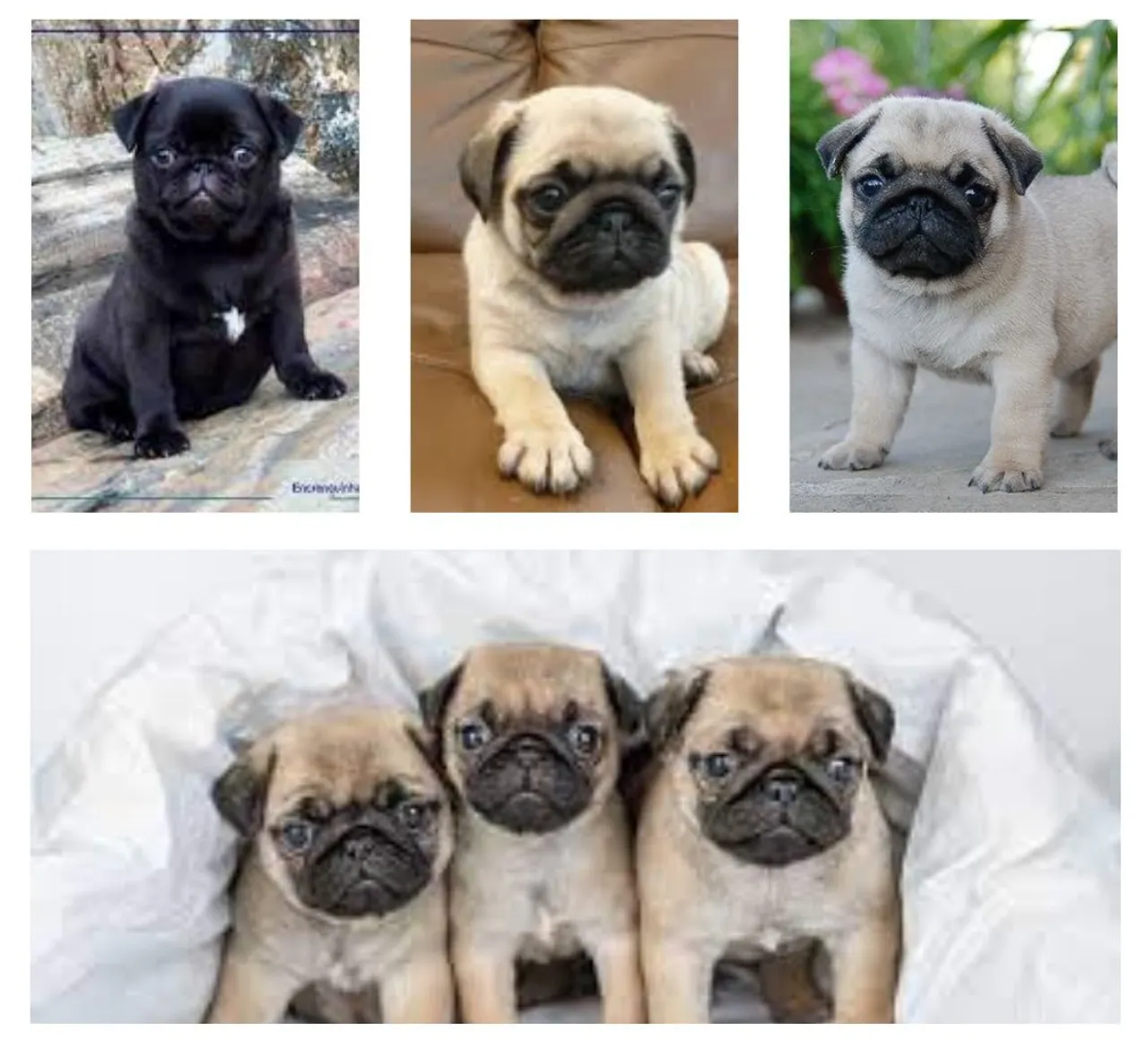 Pug Filhotes - Amorosos, Saudáveis e Sociáveis