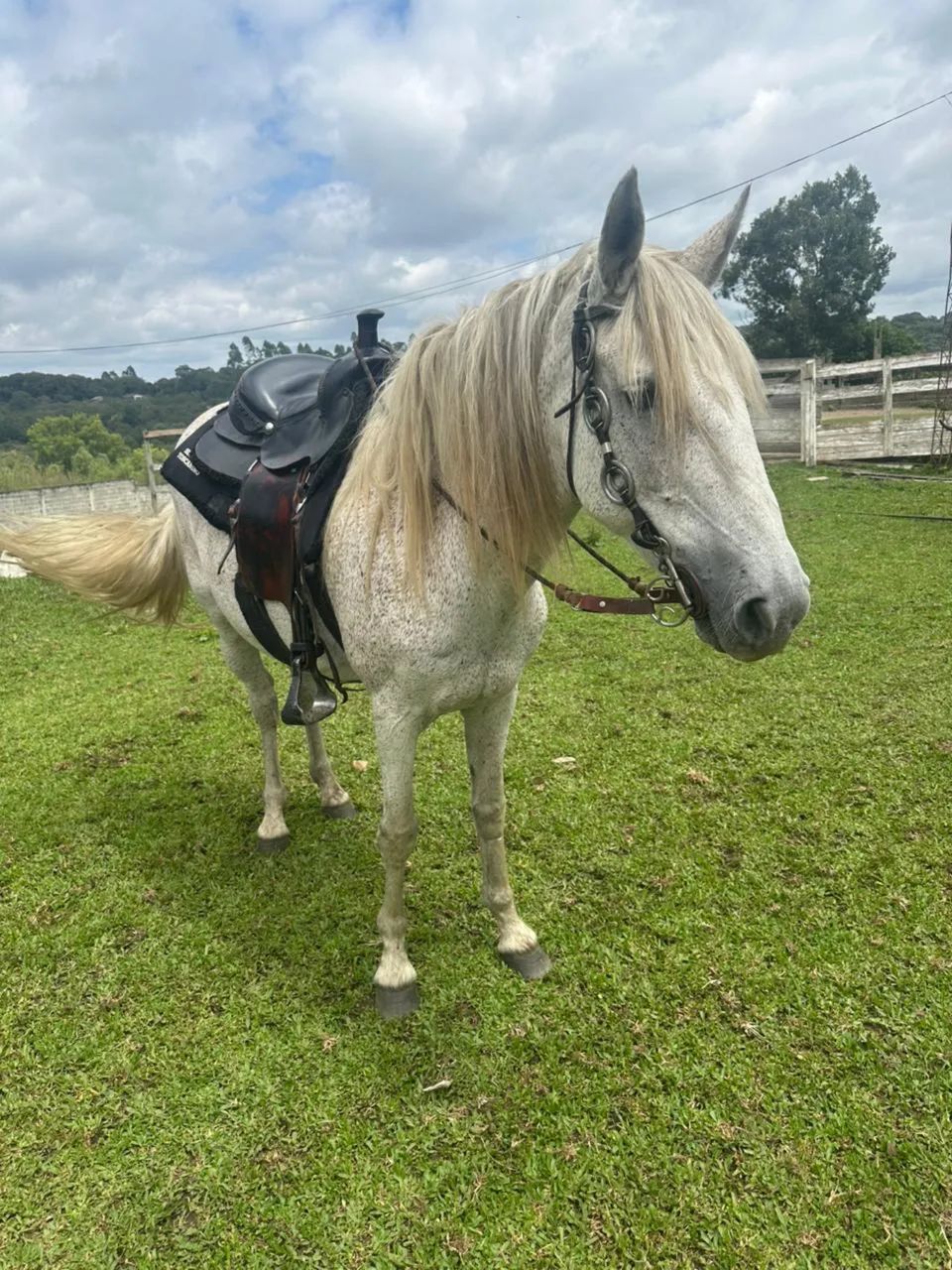 Égua Manga Larga - Foto 2