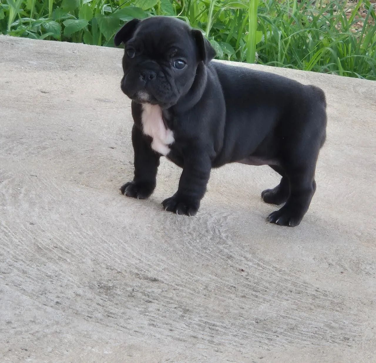 Bulldog francês mini  - Foto 2