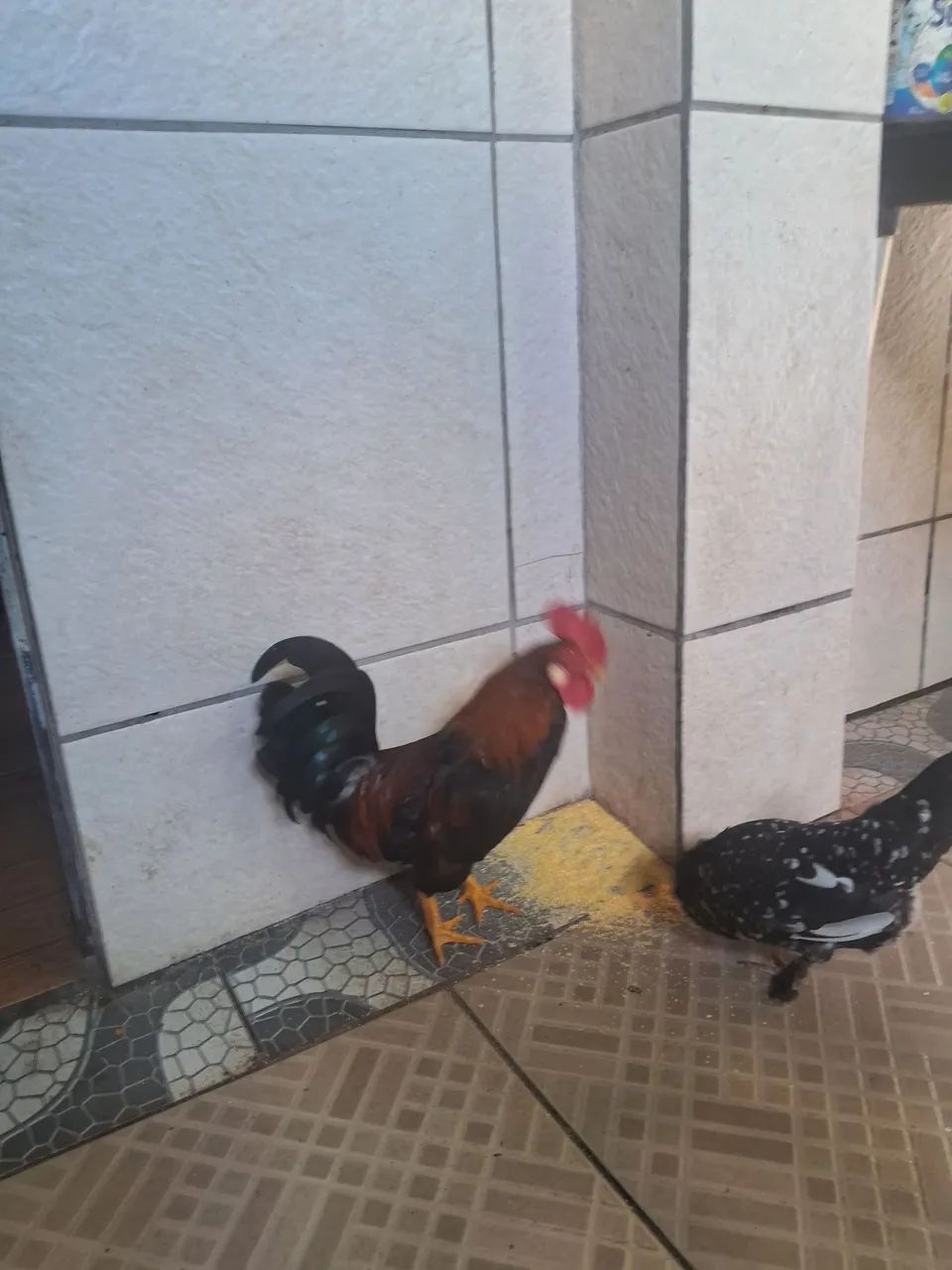 Galo da india
