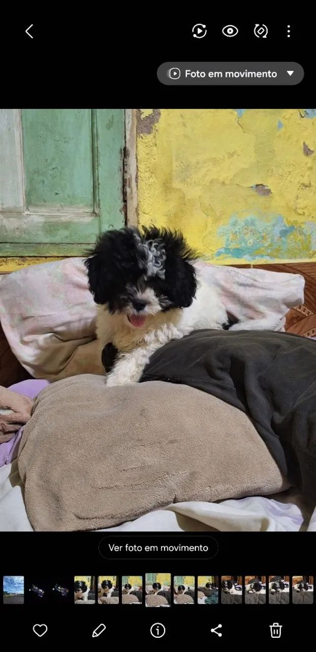 Procura-se cachorro perdido - Foto 5