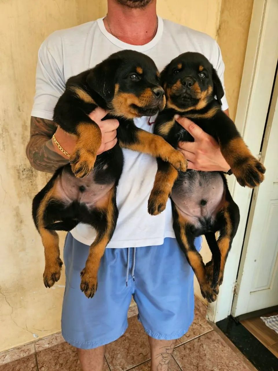 Filhotes Rottweiler  - Foto 2