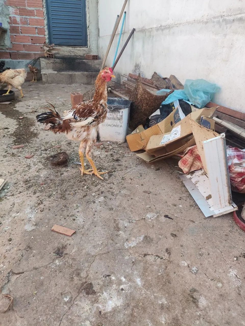 Frango GSB Misturado 