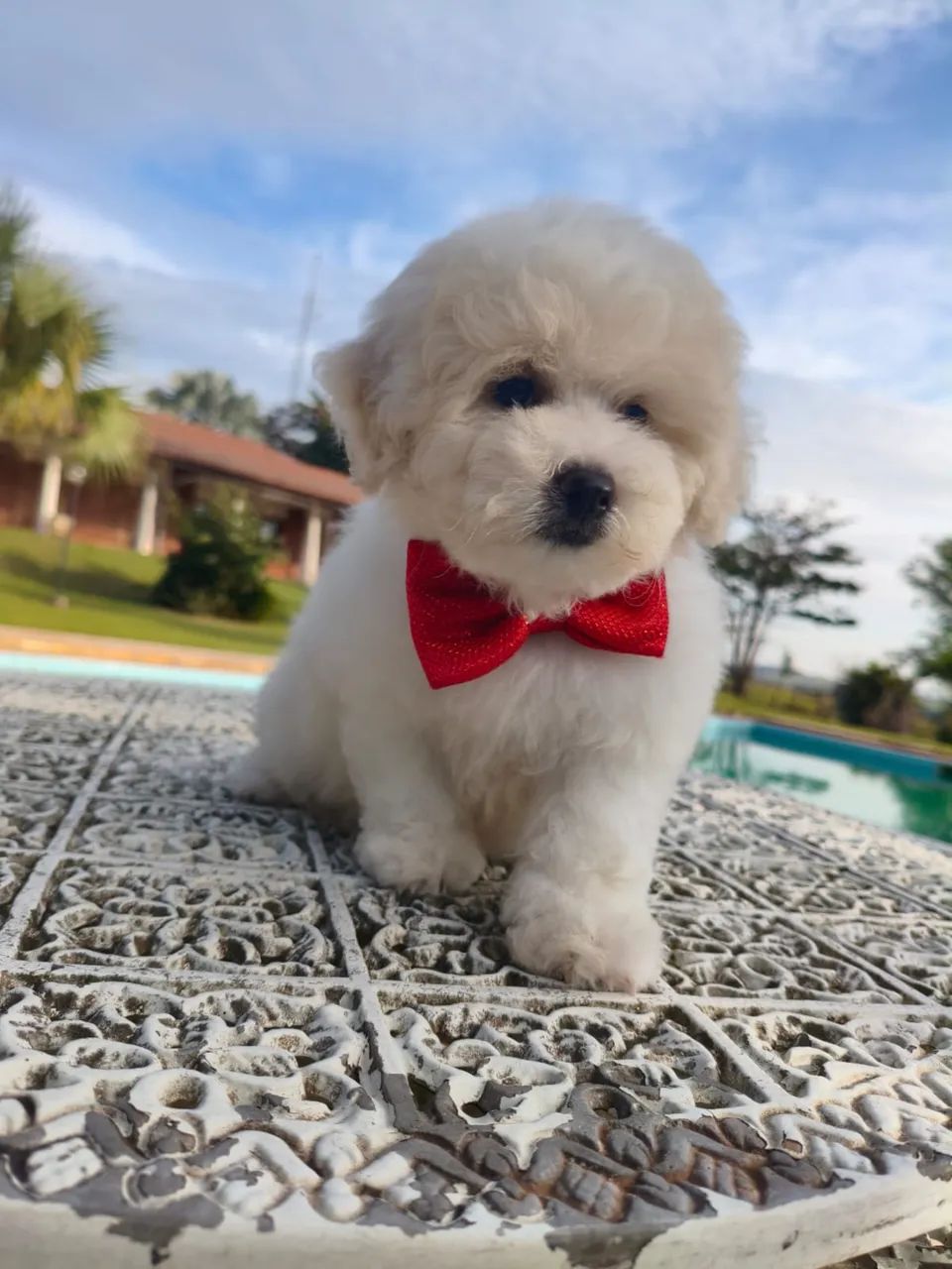 Bichon Frise - Foto 2