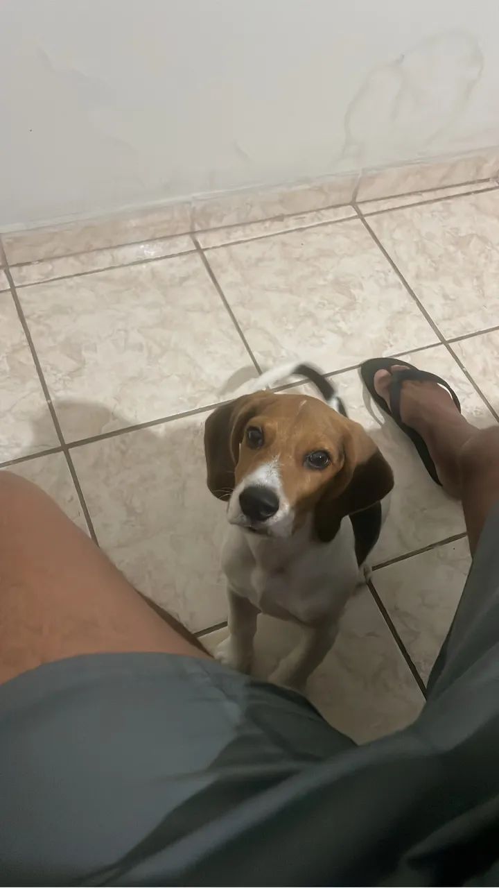 BEAGLE FILHOTE MACHO