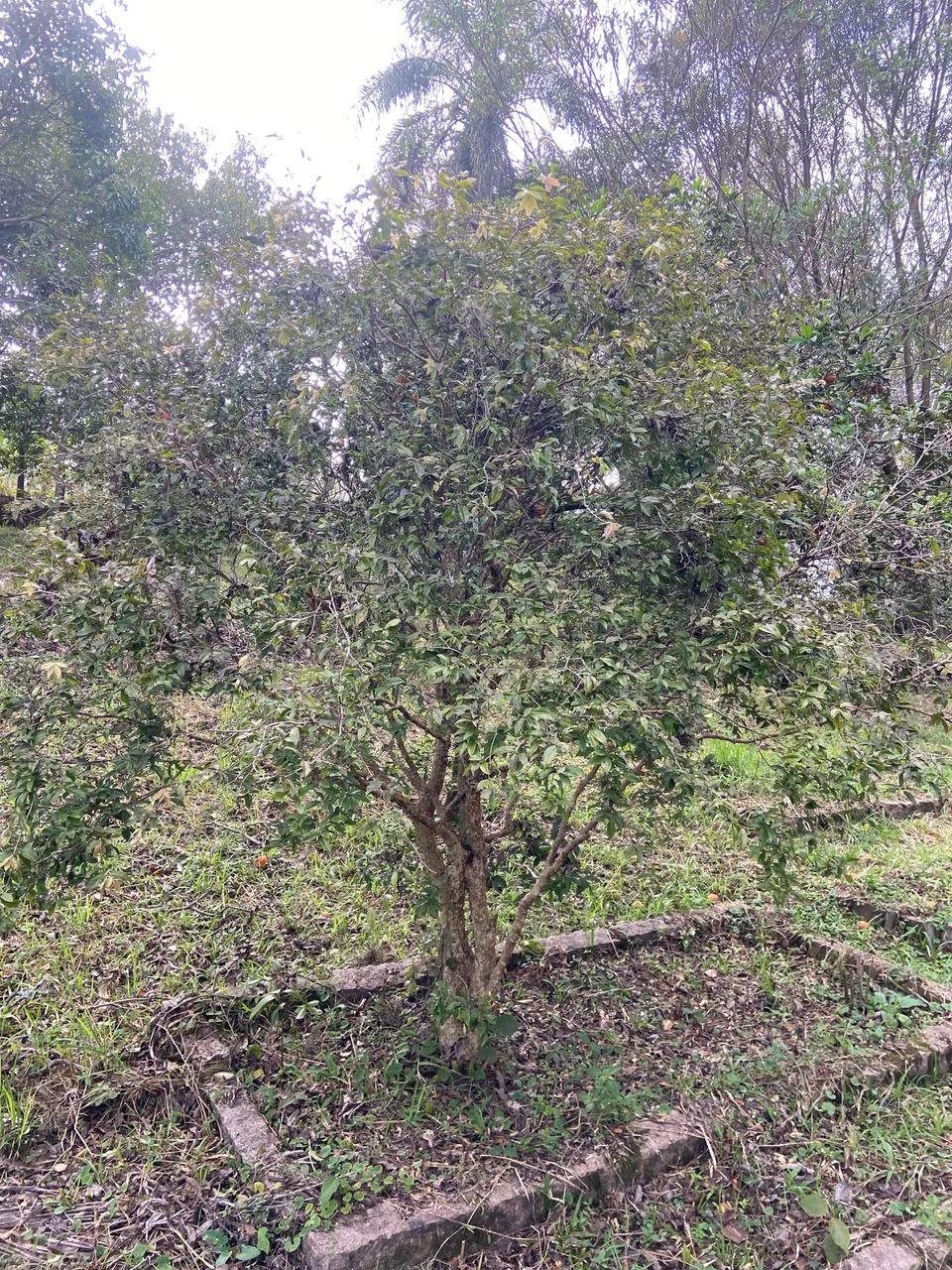 Jabuticabeiras Híbridas  - Foto 2