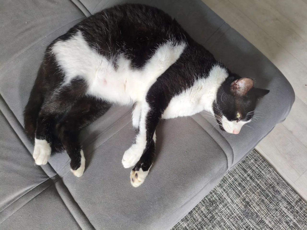 Doação gato 