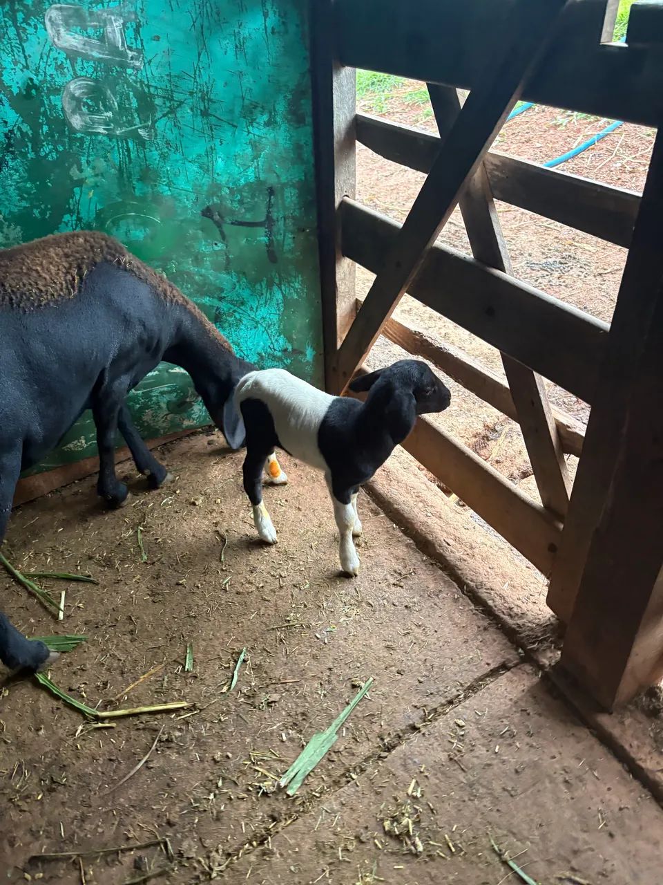 Casal ovelha e Carneiro 