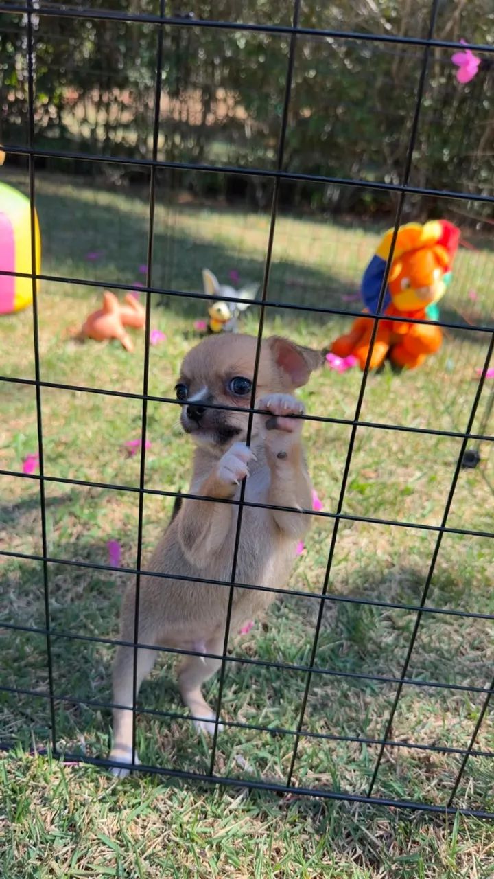 chihuahua - Foto 2