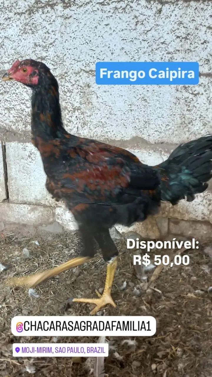 Frango Caipira Vermelho - Foto 3