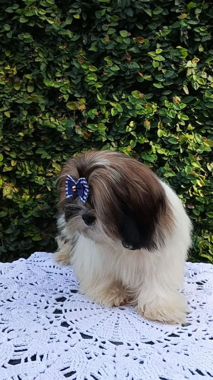 Shih Tzu disponível  - Foto 2