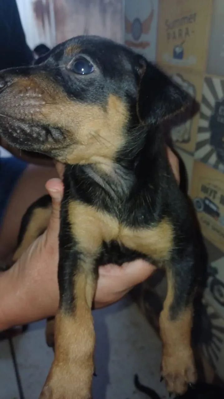 Cãezinhos para adoção - Foto 5