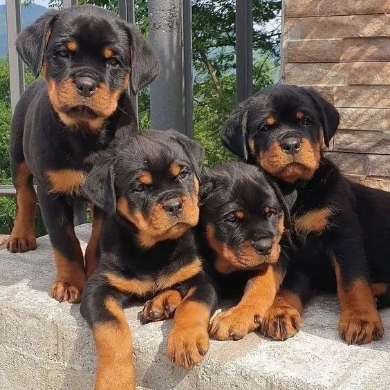 Rottweiller Machos e Femeas