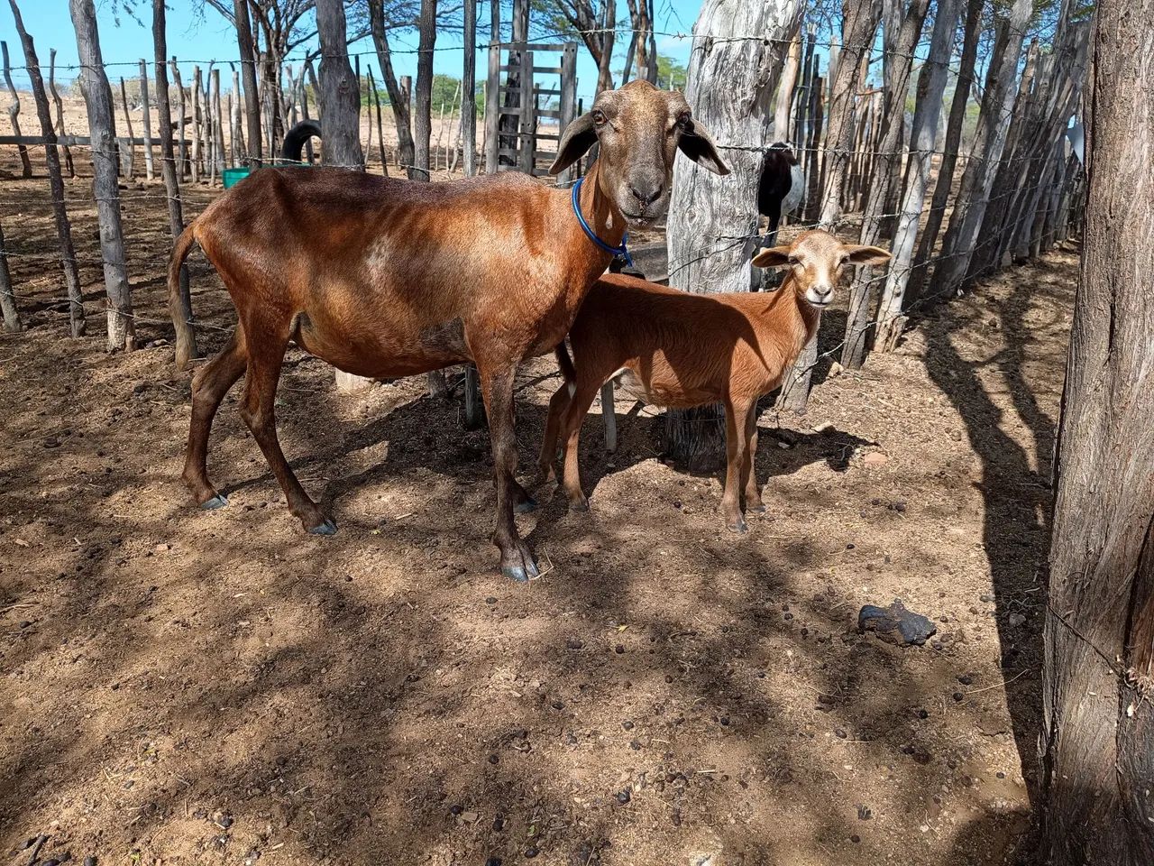 Ovelha morada Nova com Borrega 