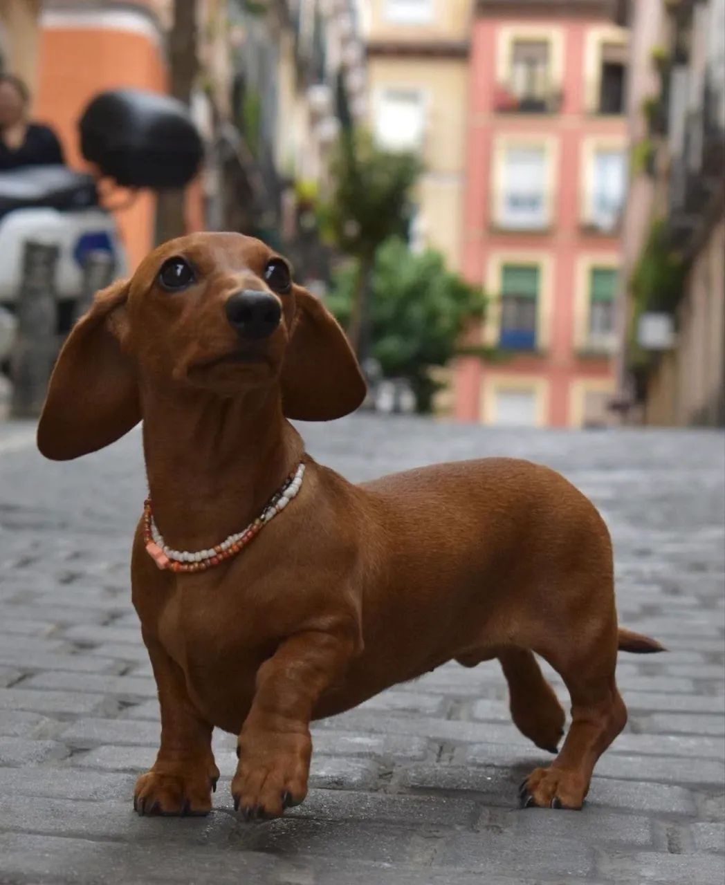 Cachorro - Foto 5