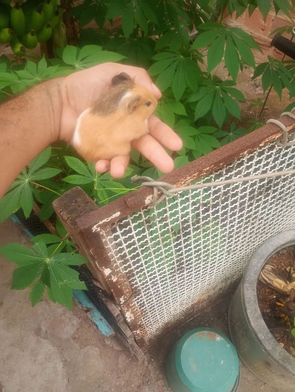 Porquinhos da índia filhotes  - Foto 4