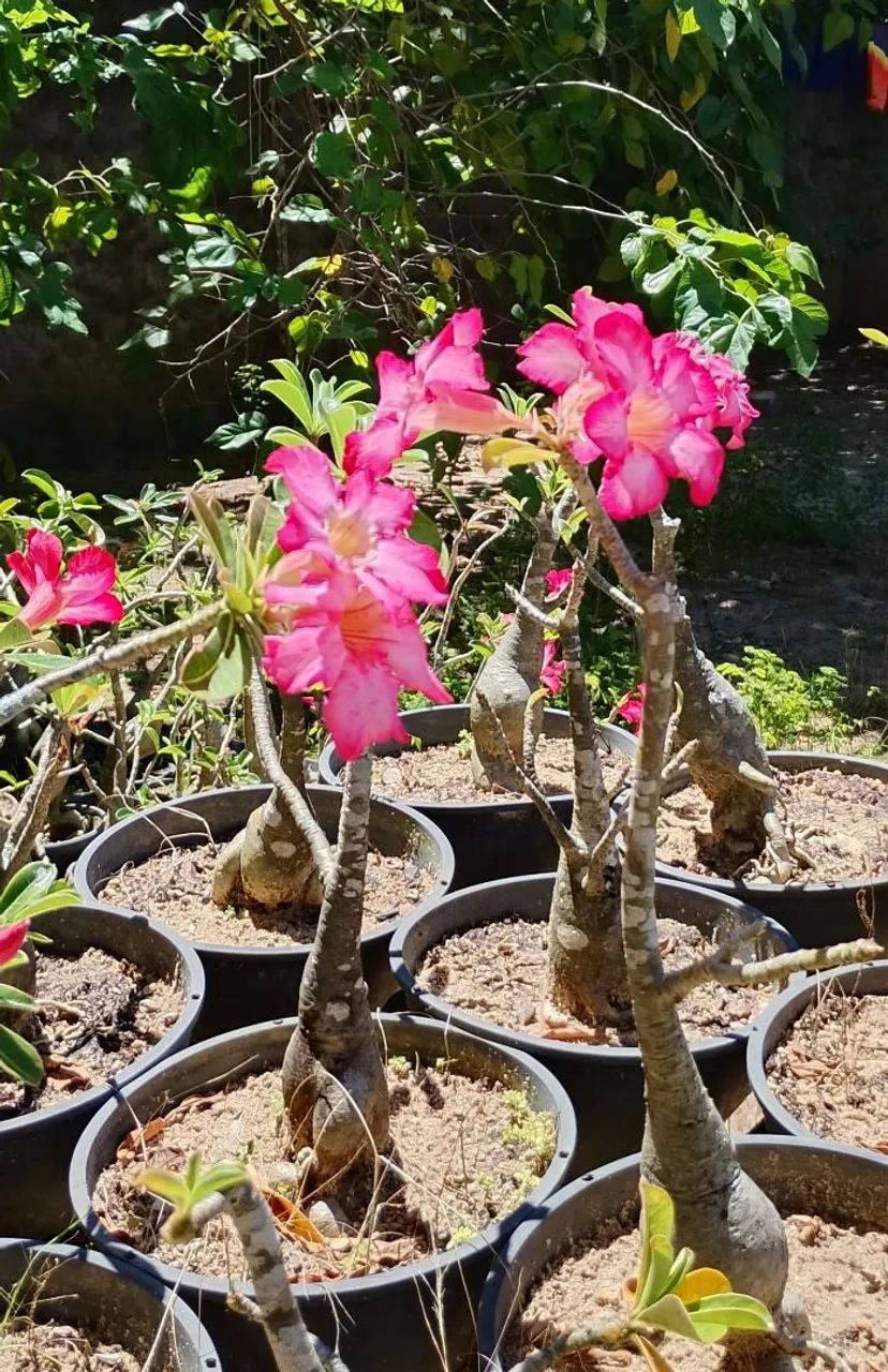 ROSA DO DESERTO  - Foto 3