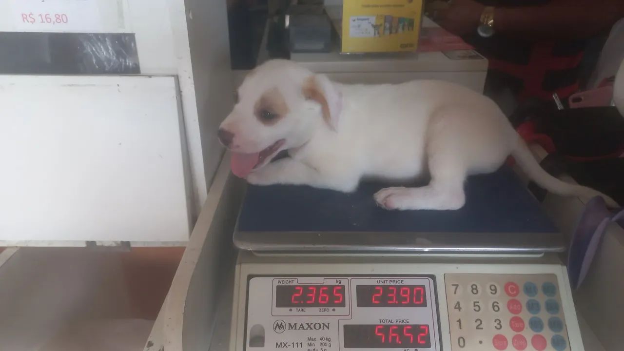 Cachorro  - Foto 4