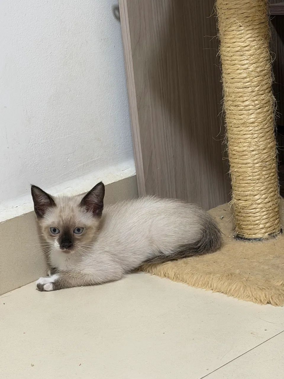 Doação gatos filhotes  - Foto 2