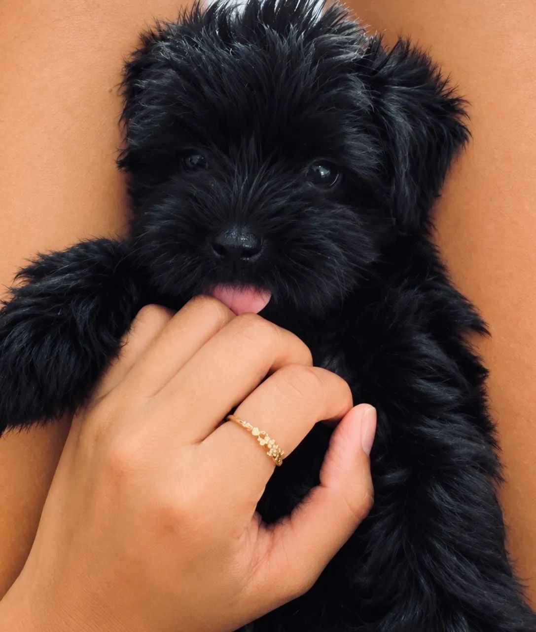 Filhote de lhasa apso