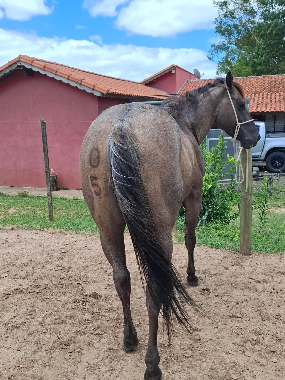Cavalos