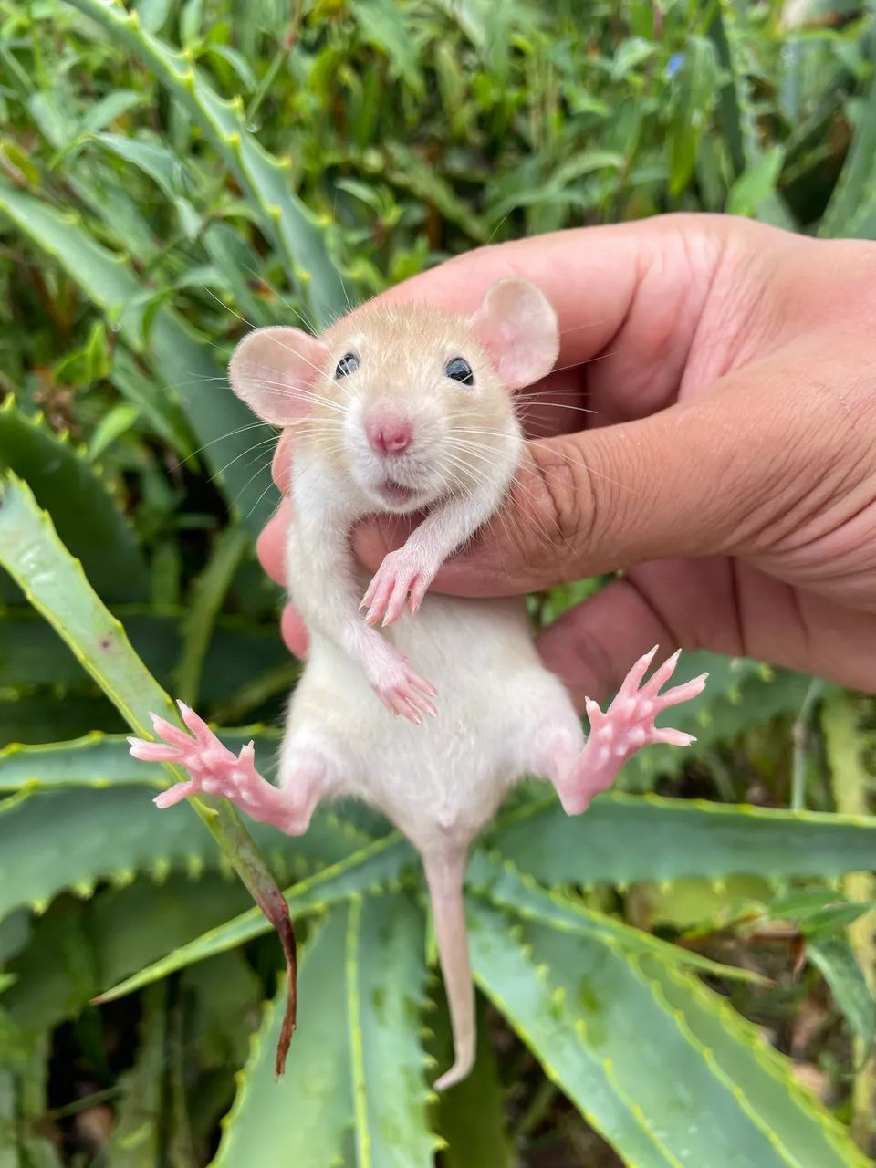 Ratos Twister Dumbo e Standard 