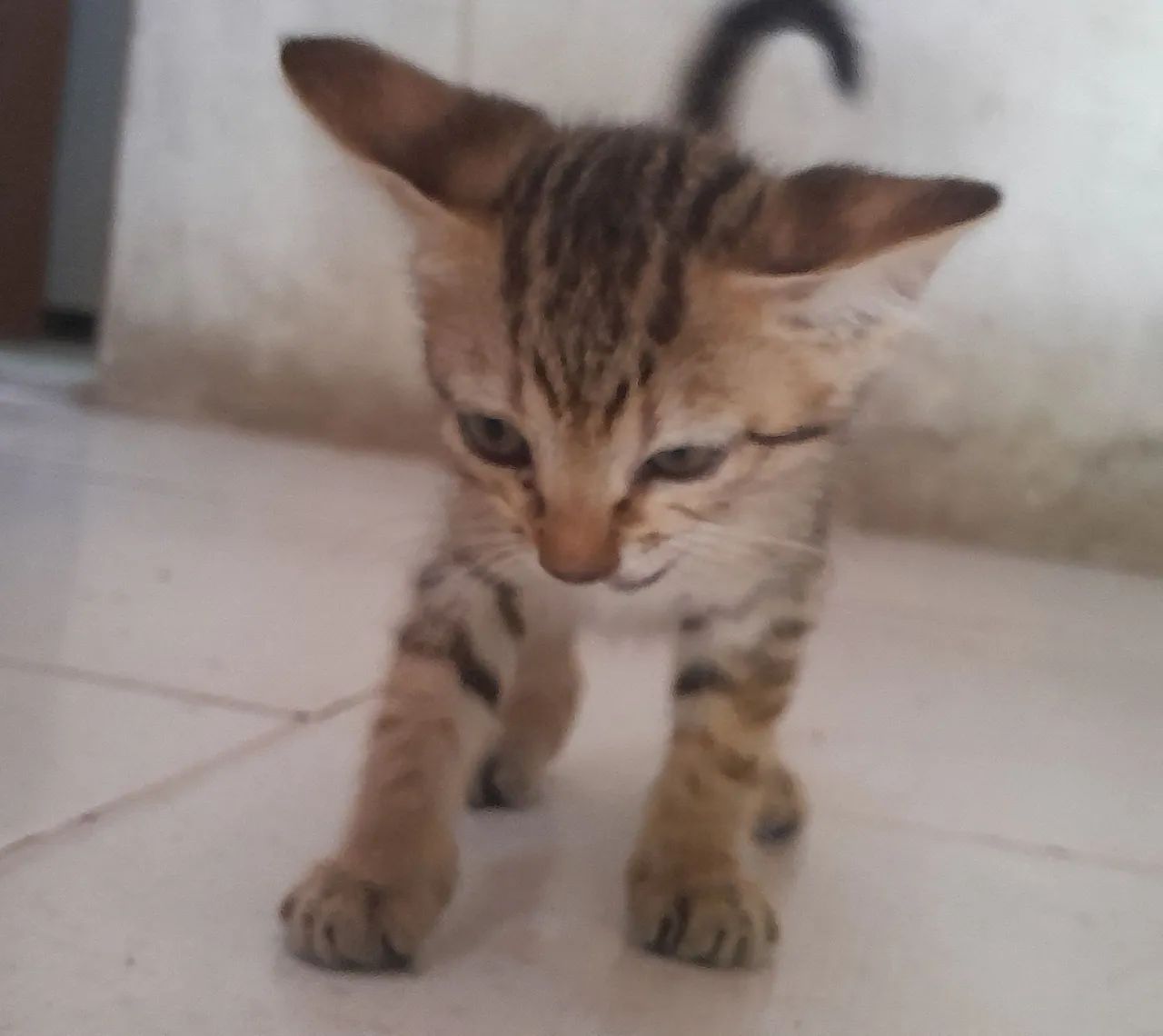 Gatinha 
