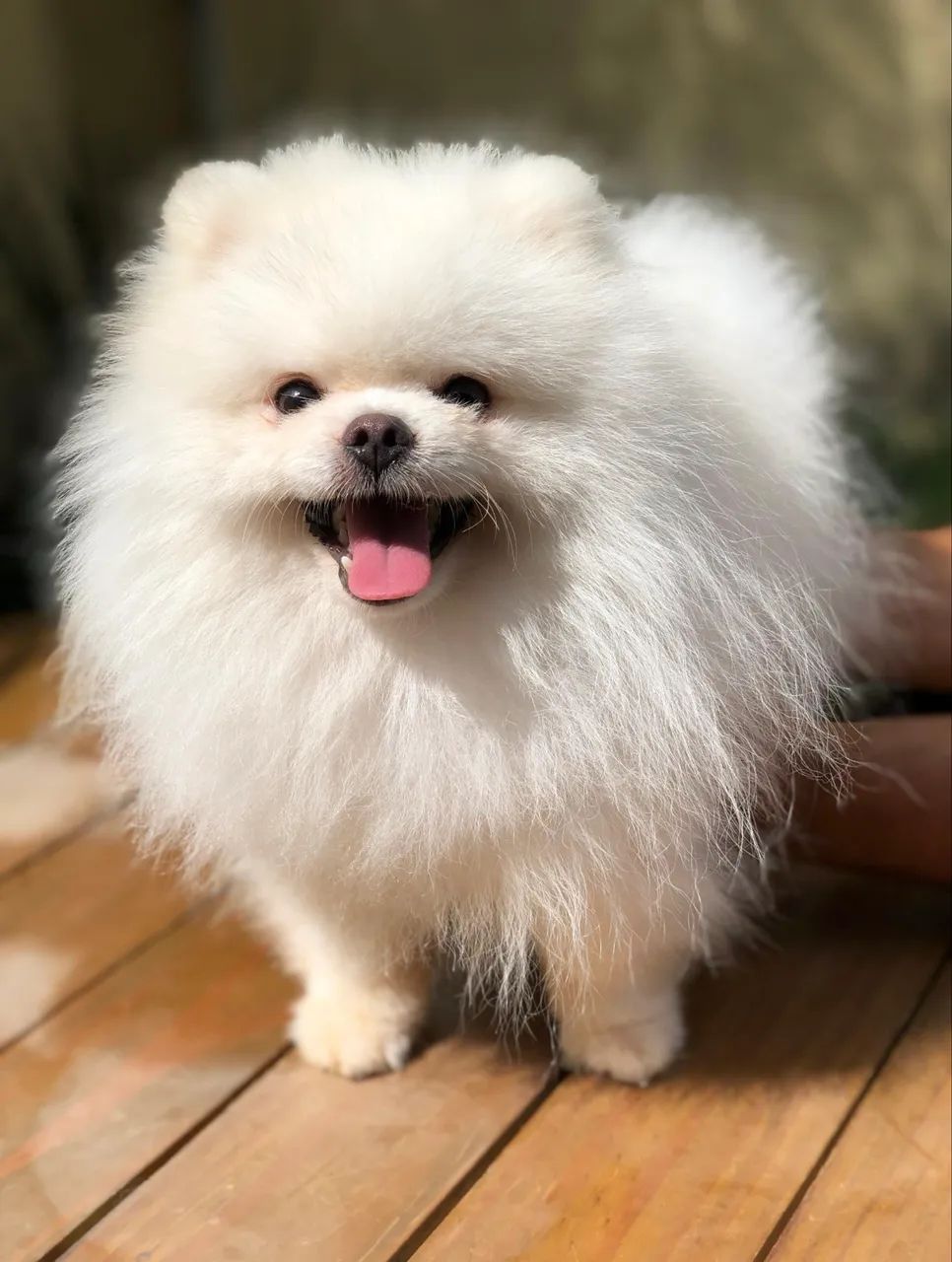 Coberturas desse lindo Lulu 