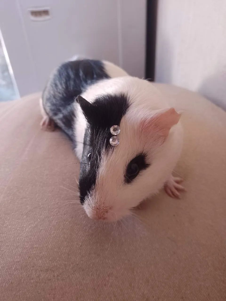 Doação porquinho da índia 