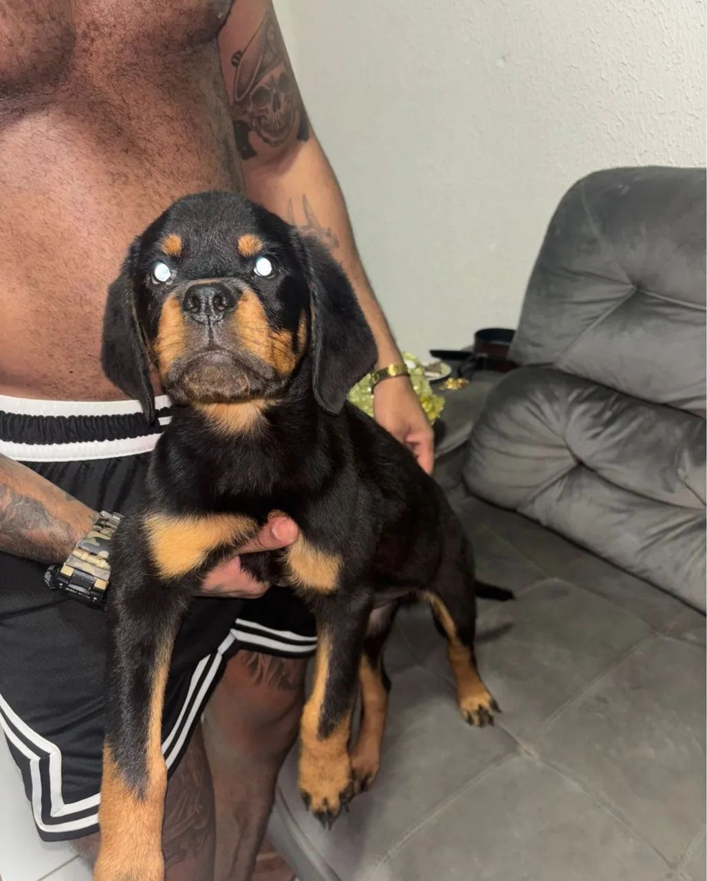 Rottweiler  - Foto 2