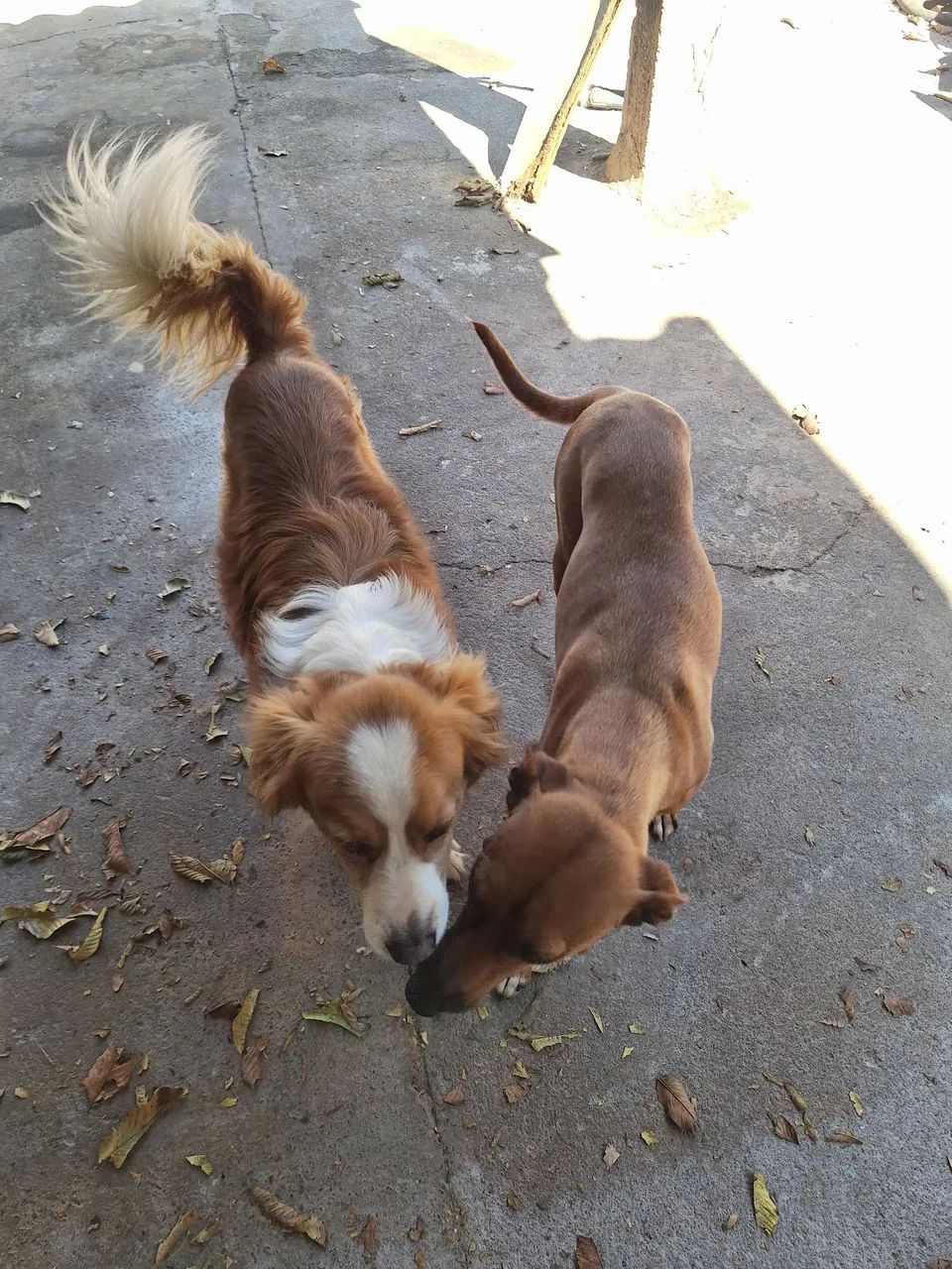Doação de cachorros 