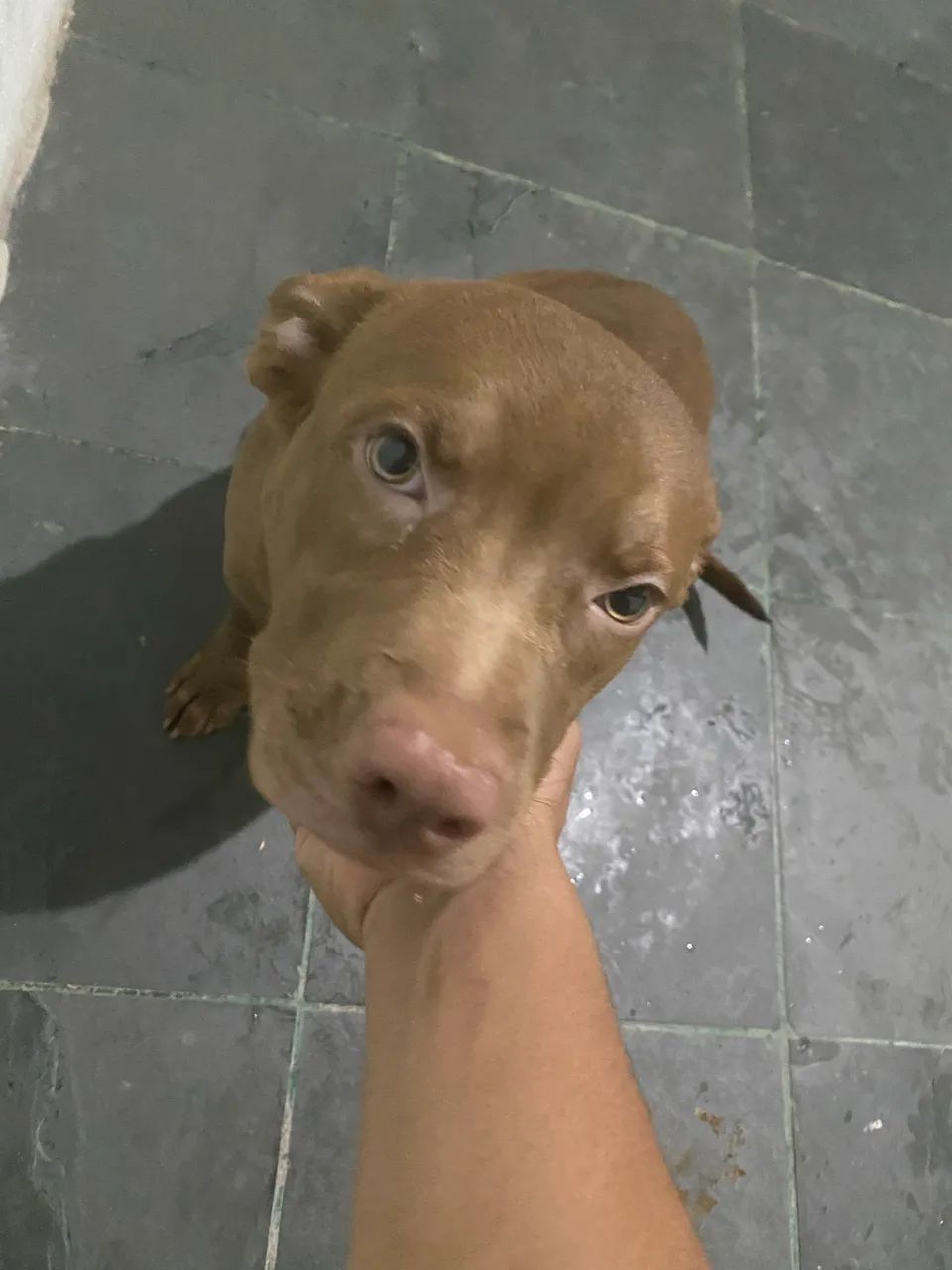 Doa-se Pitbull misturado  - Foto 3