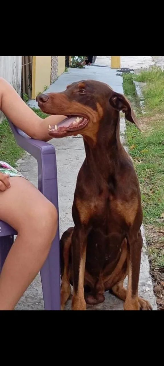 Filhotes de doberman  - Foto 3
