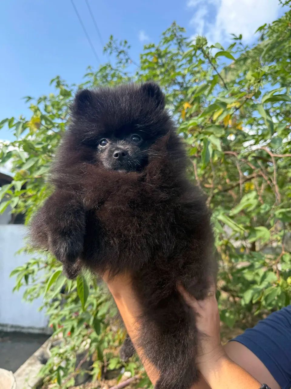 Spitz alemão macho